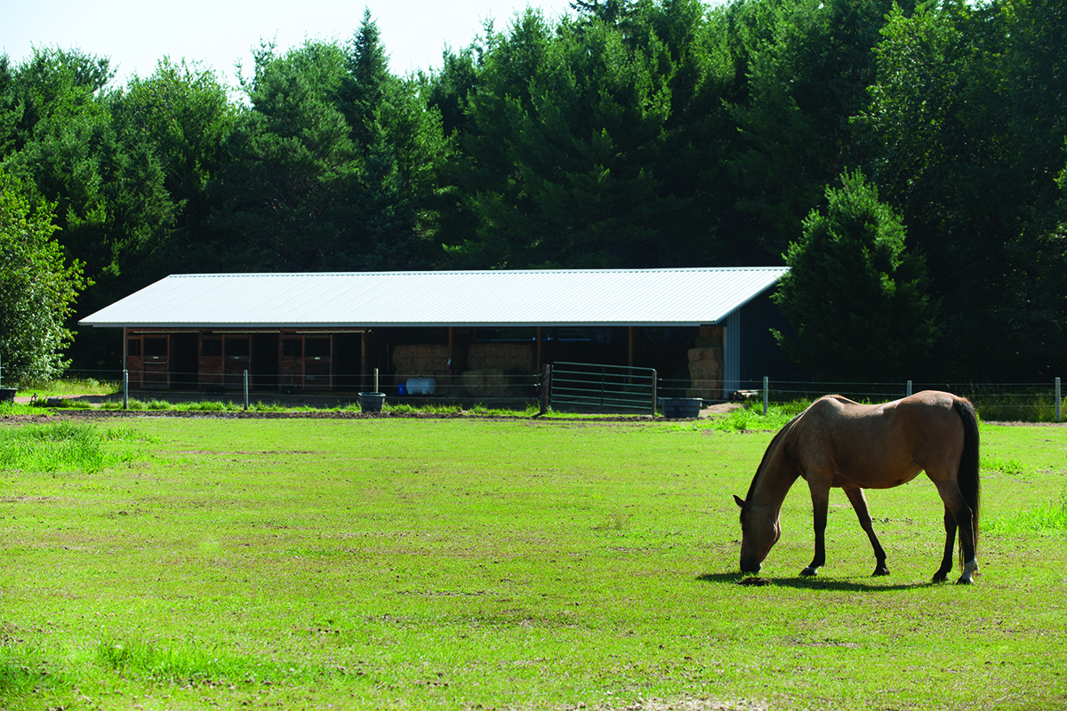 Finding the Best Option for your Horse