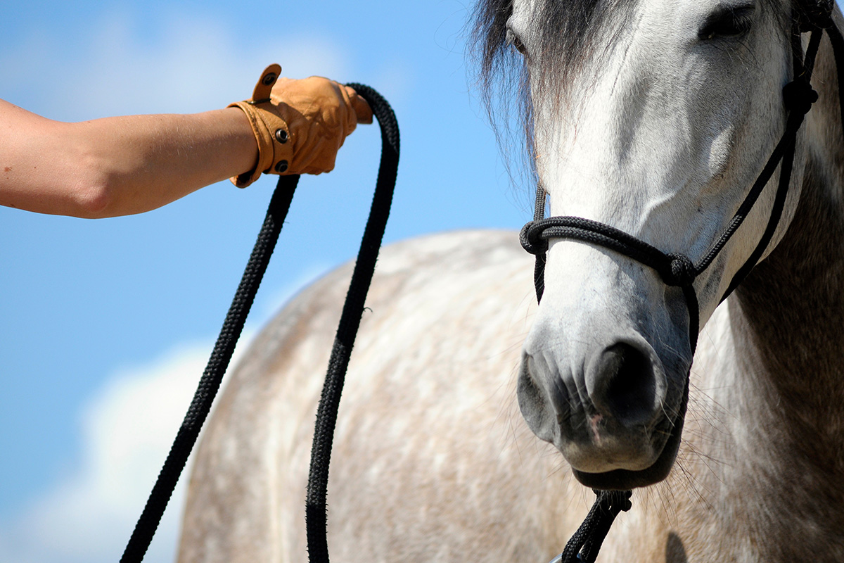 Unlock the Secret to Equine Behavior