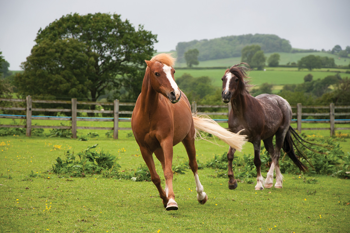 What is the Cause of Your Horse’s Behavior?