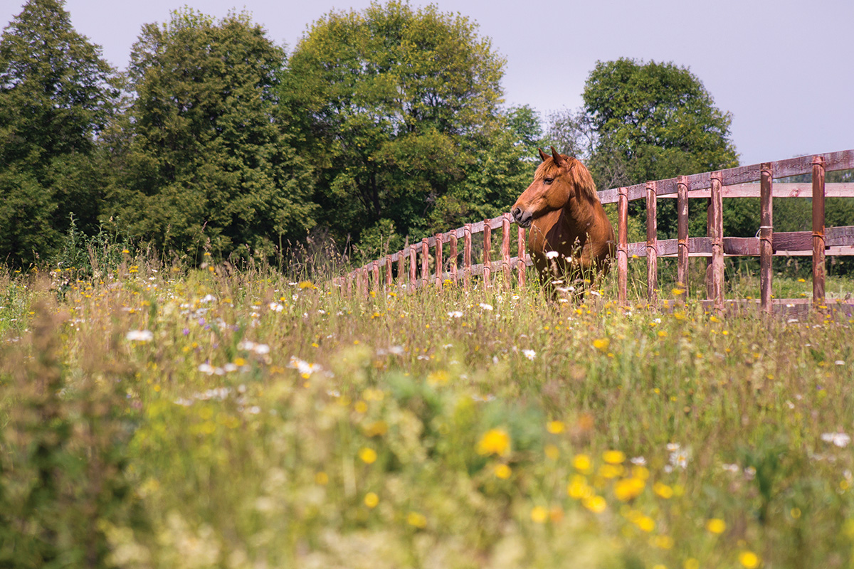 The Risk of Ticks with Horses