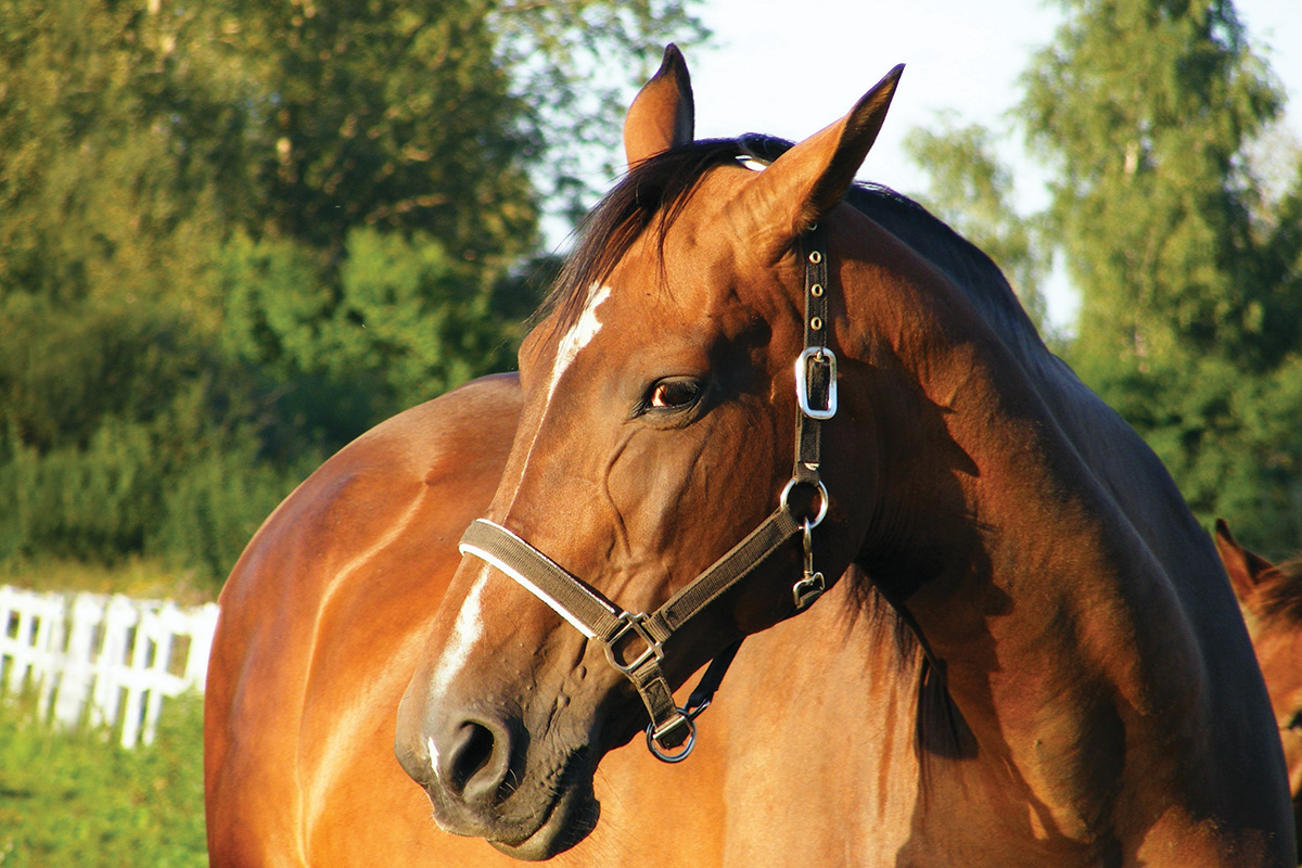 Ultimate Guide to Ulcers in Horses