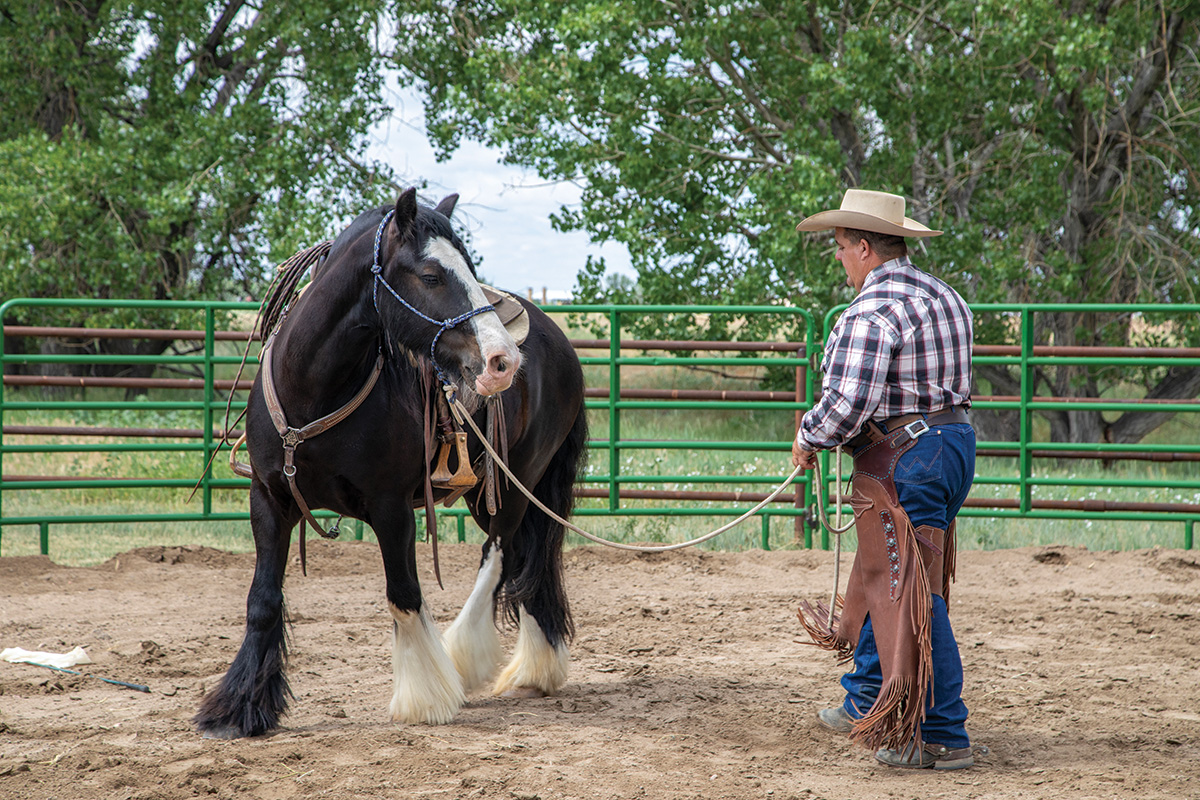 Tips to Keep Your Horse from Bucking