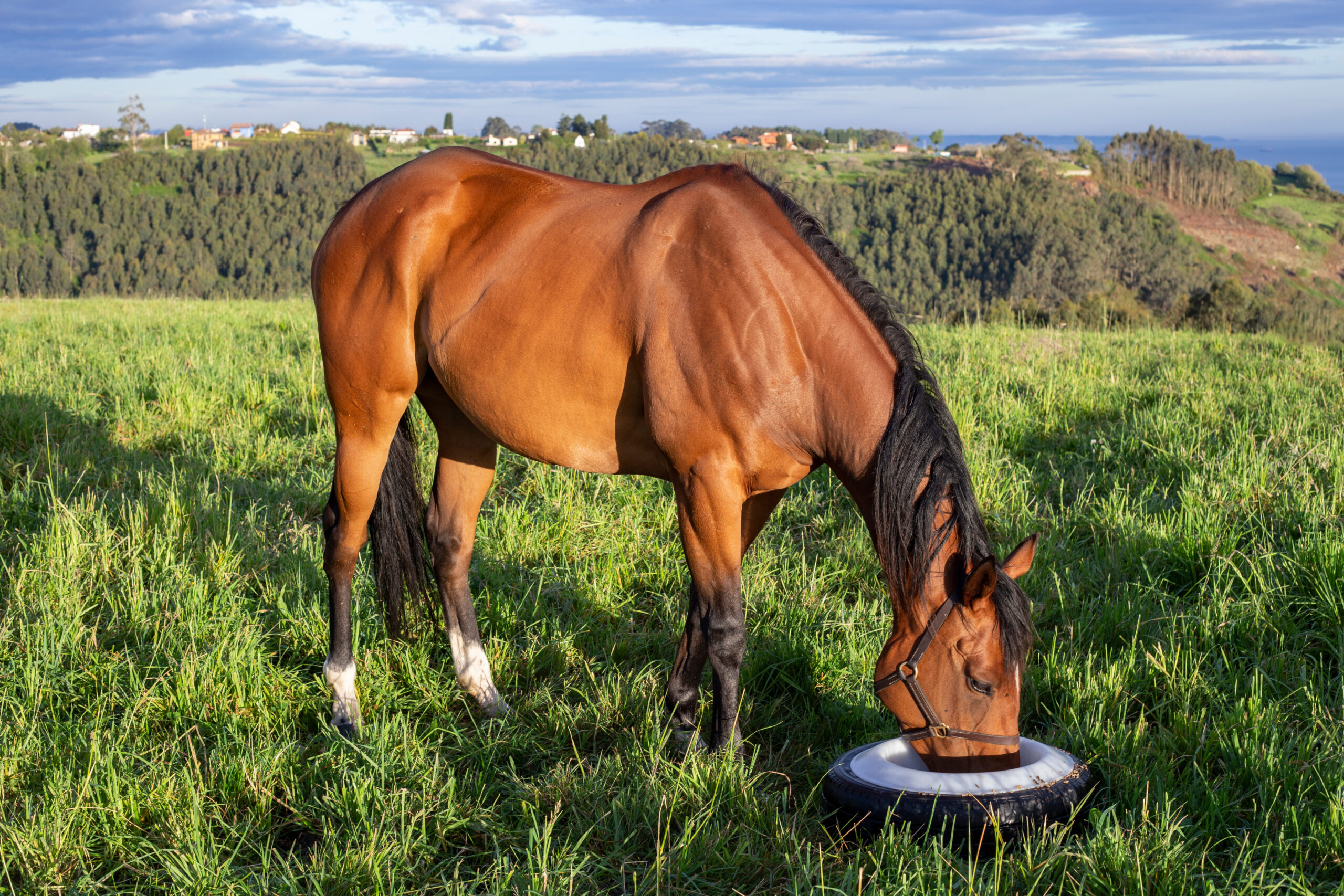 How Does Extruded Feed Support A Healthy Gut?