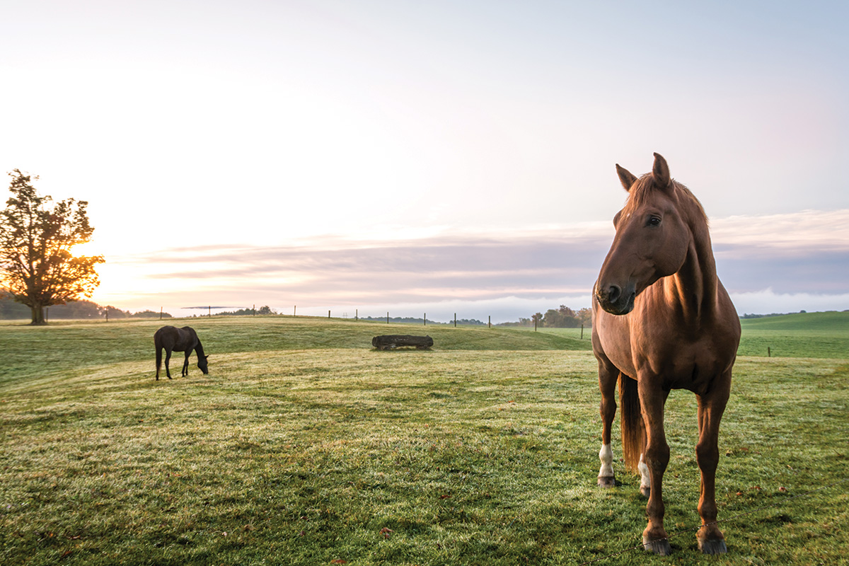 Horse Happiness: Five Questions to Ask