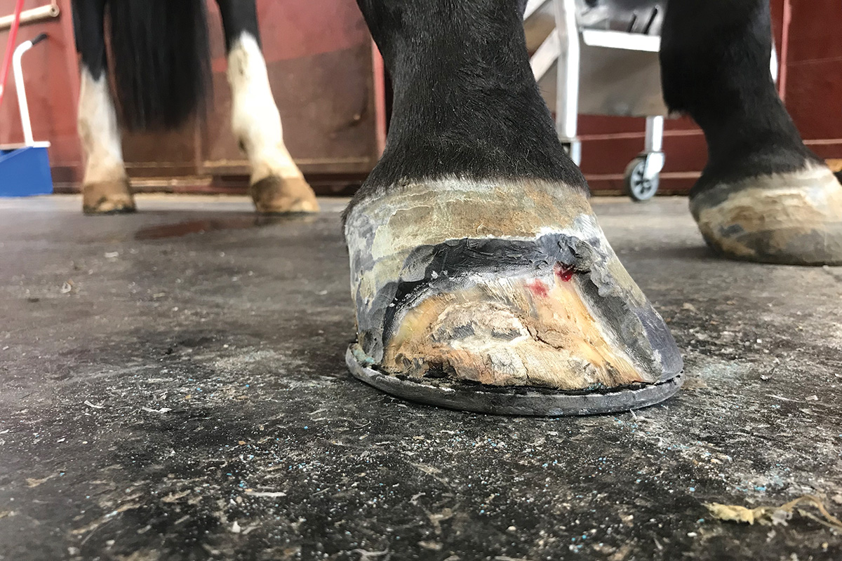 White Line Disease in Horses: An Overview