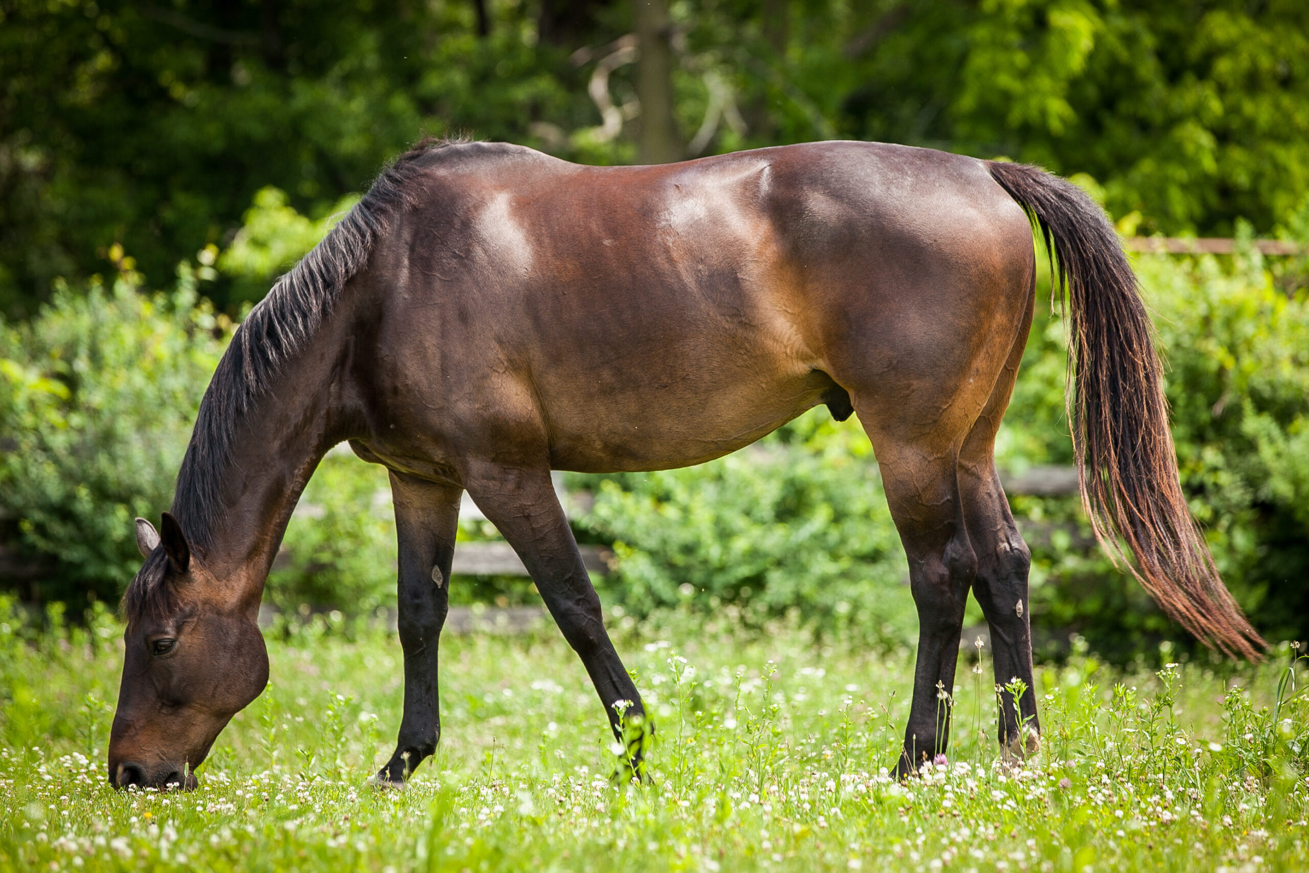 What’s your equine feed IQ?