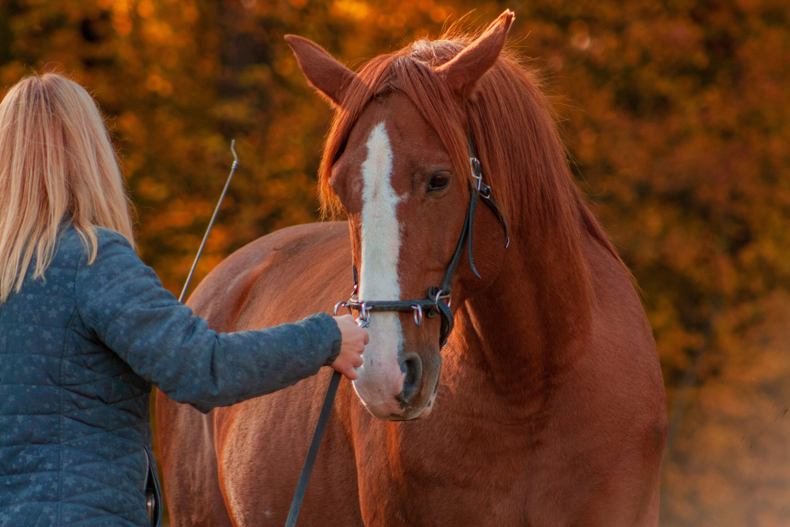 Avoid 5 common negative reinforcement training mistakes