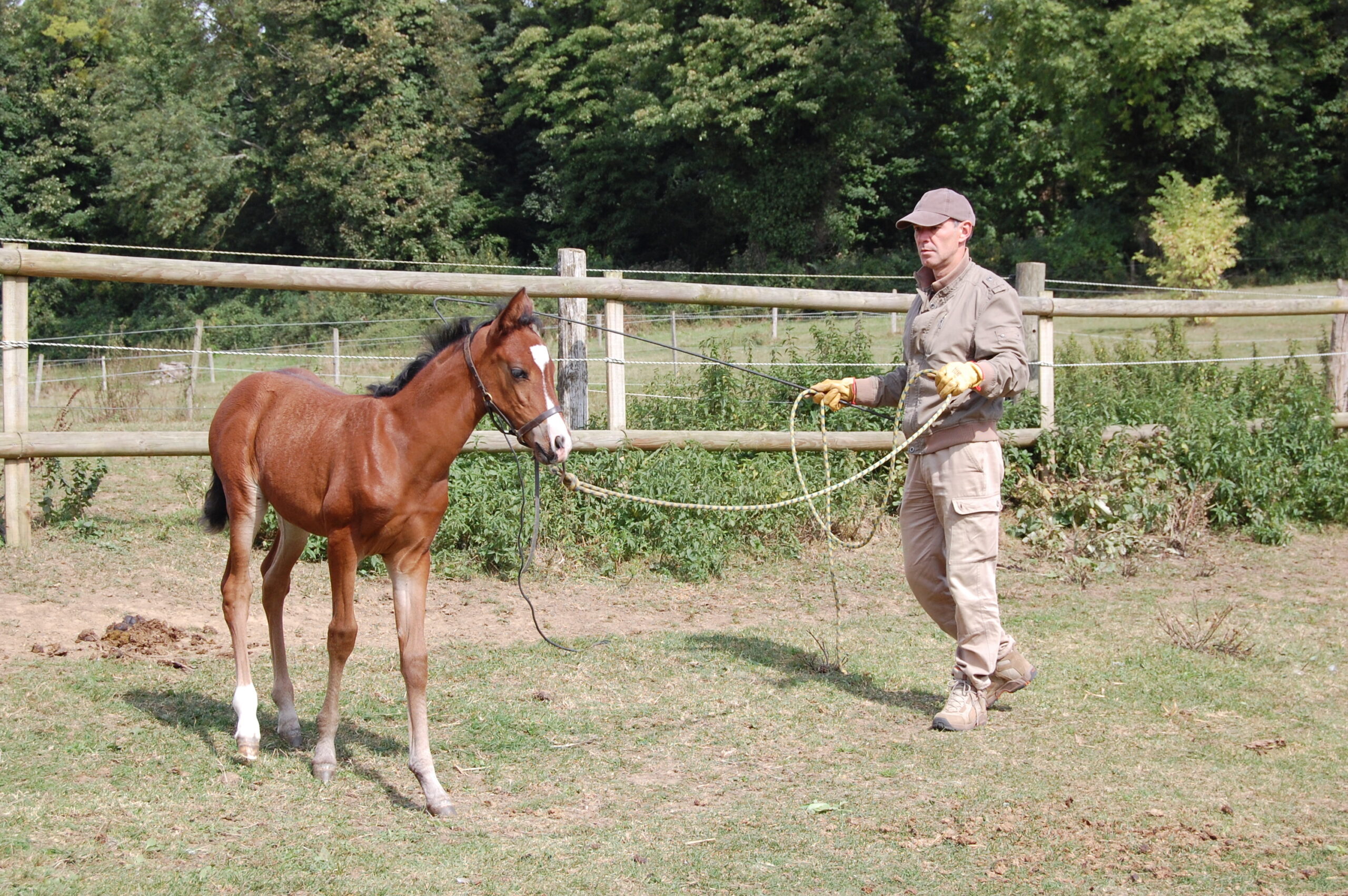 5 ways to set up your foal for successful hoof handling