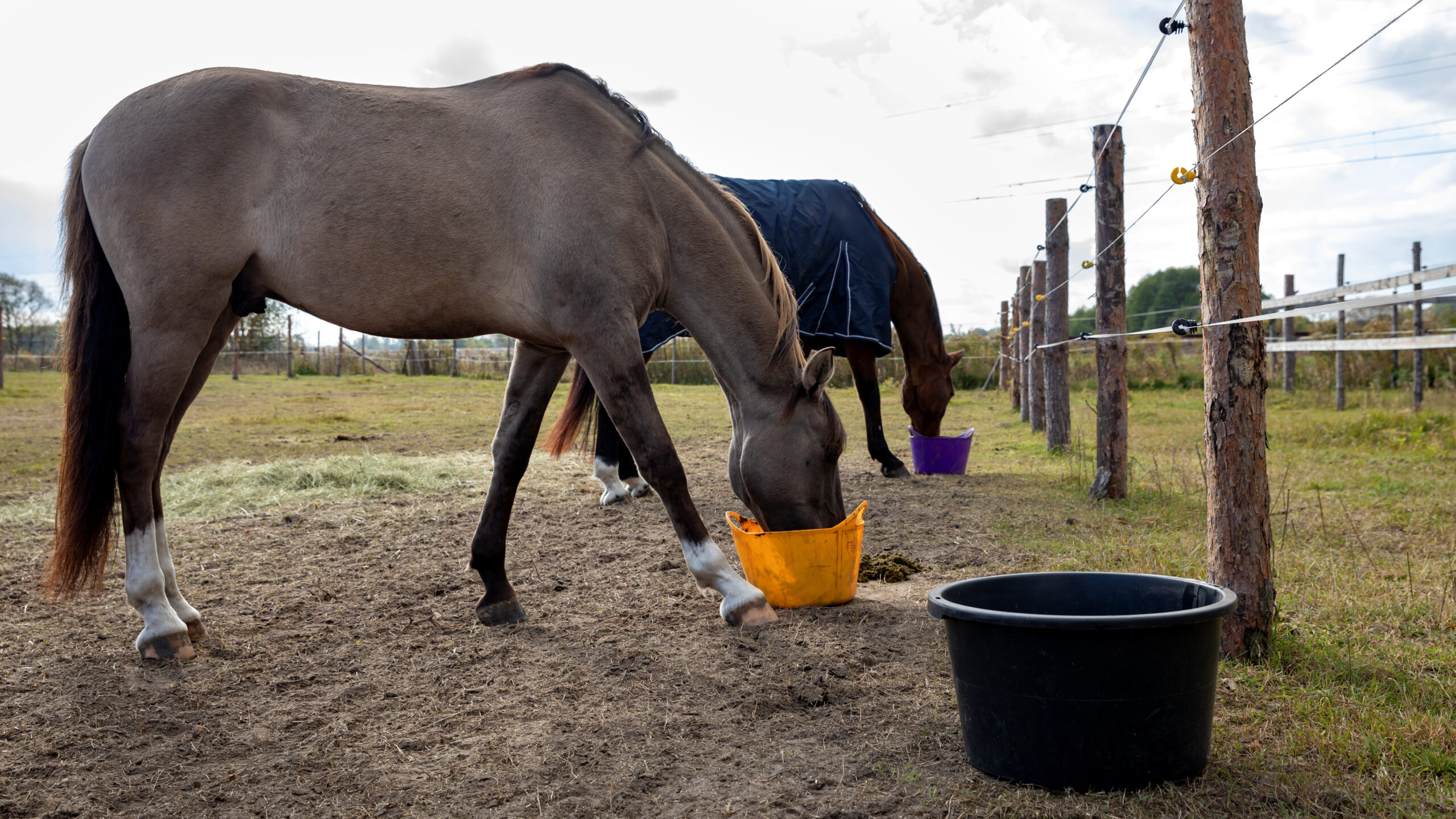 EQUUS – What is Extruded Feed?