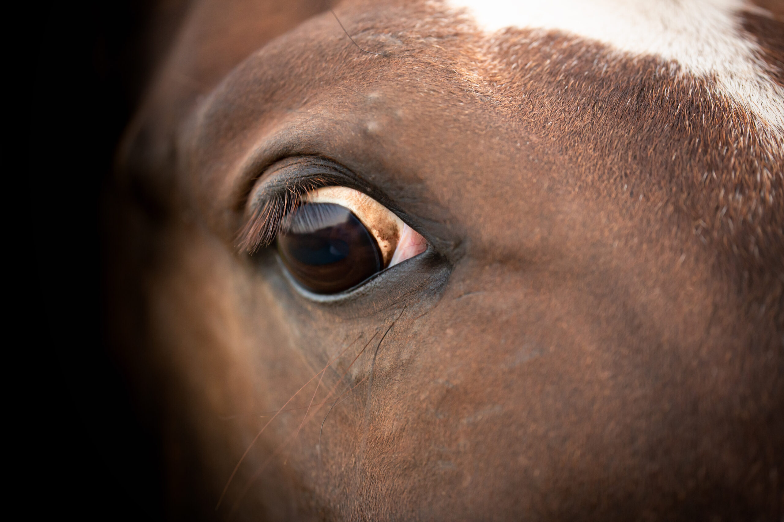 How to deal with a shoeing meltdown