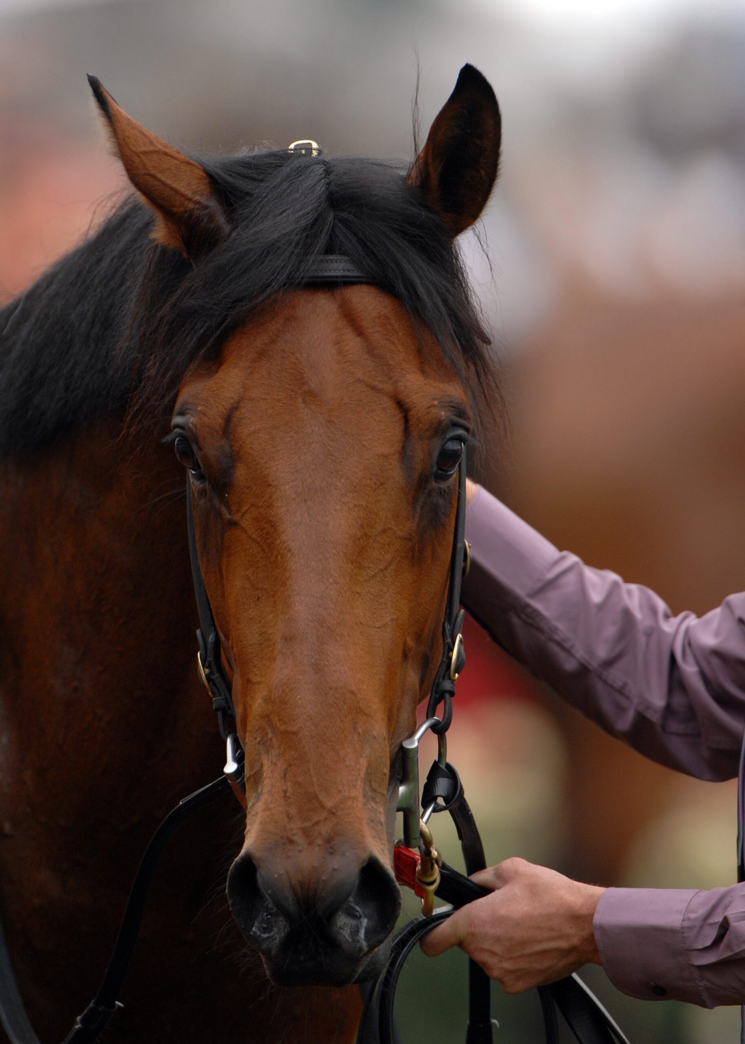 How to help a nervous horse