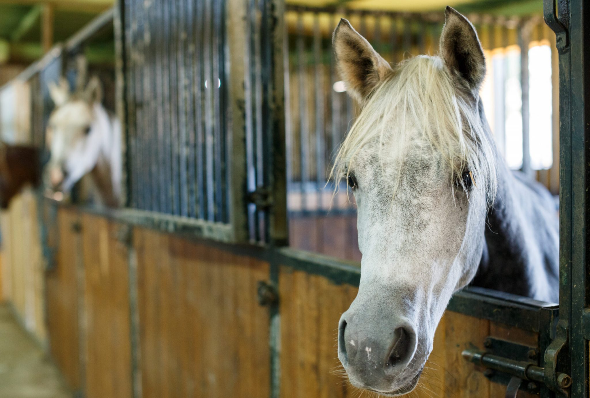 Is agricultural lime safe for horse stalls?