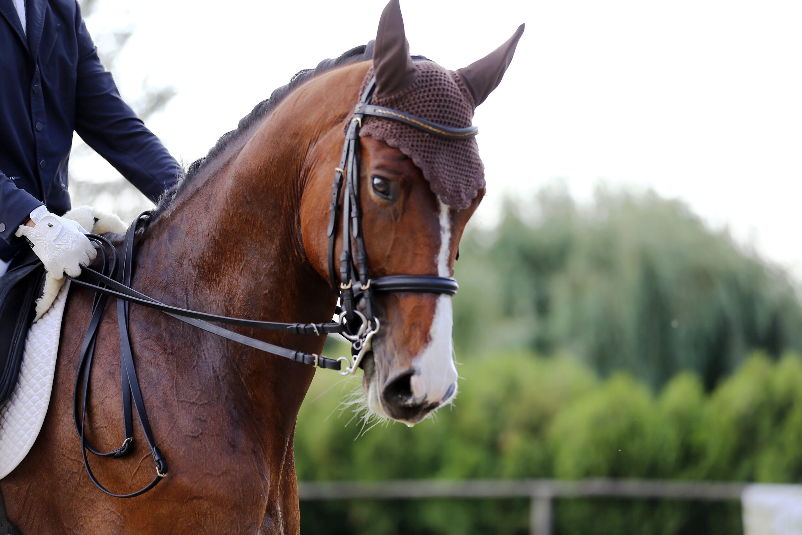 What science says about ear covers for horses