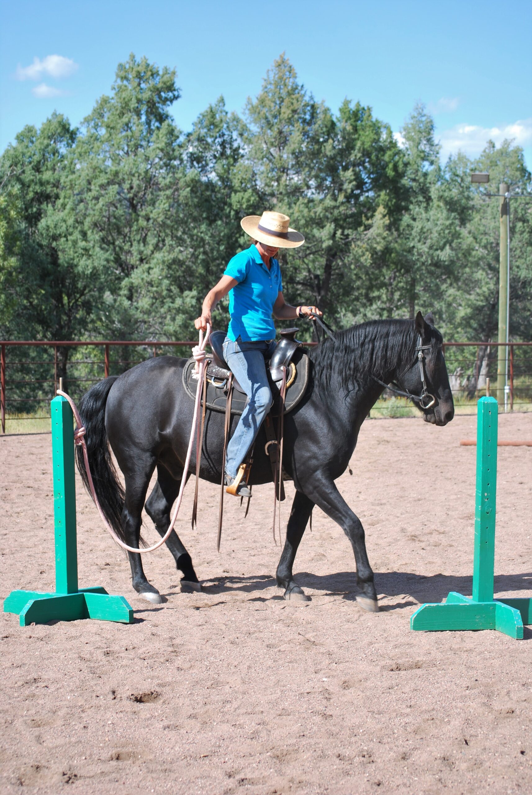 How play helps horses learn