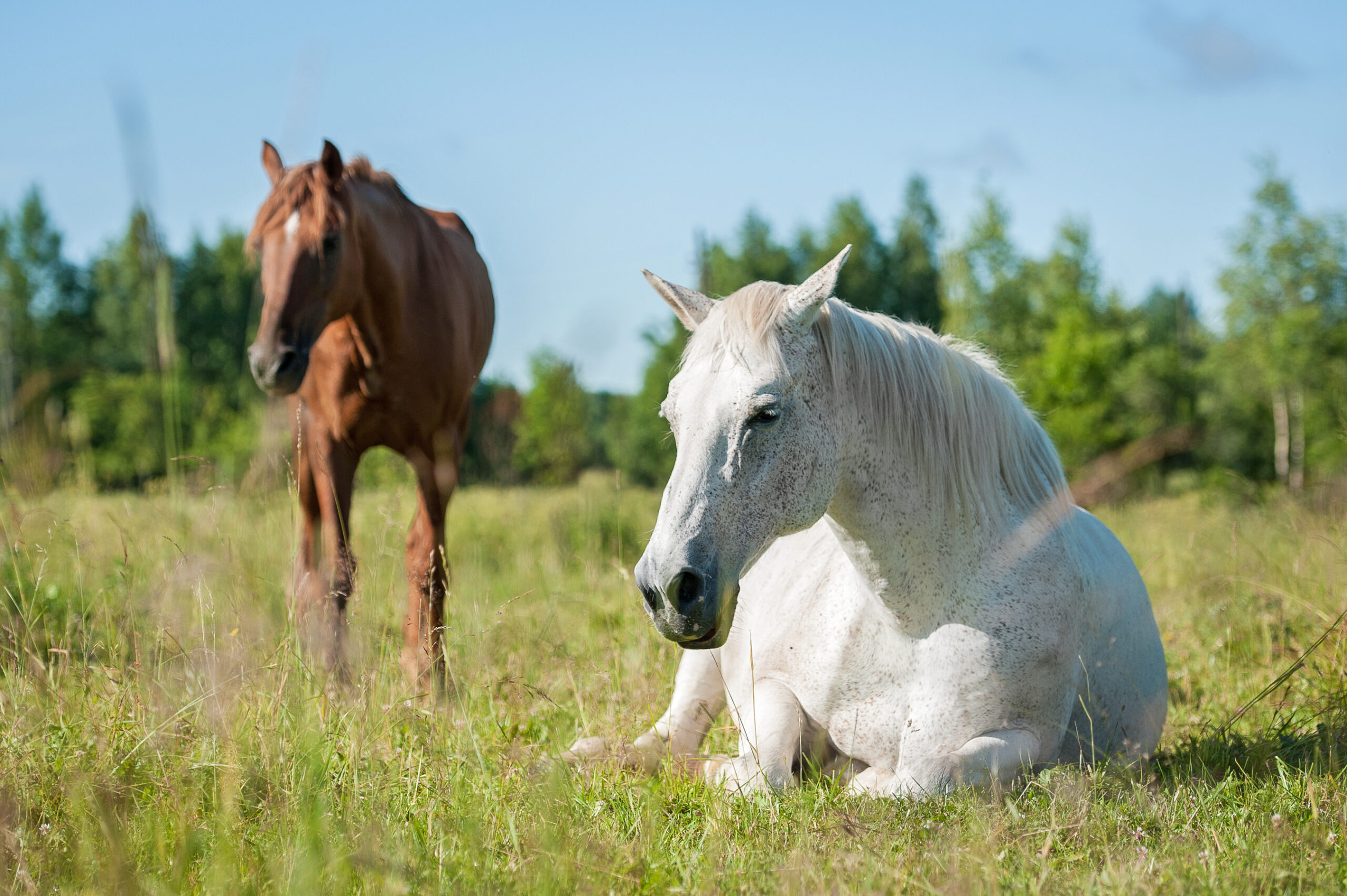 Want help your horse sleep better? Here’s what science says