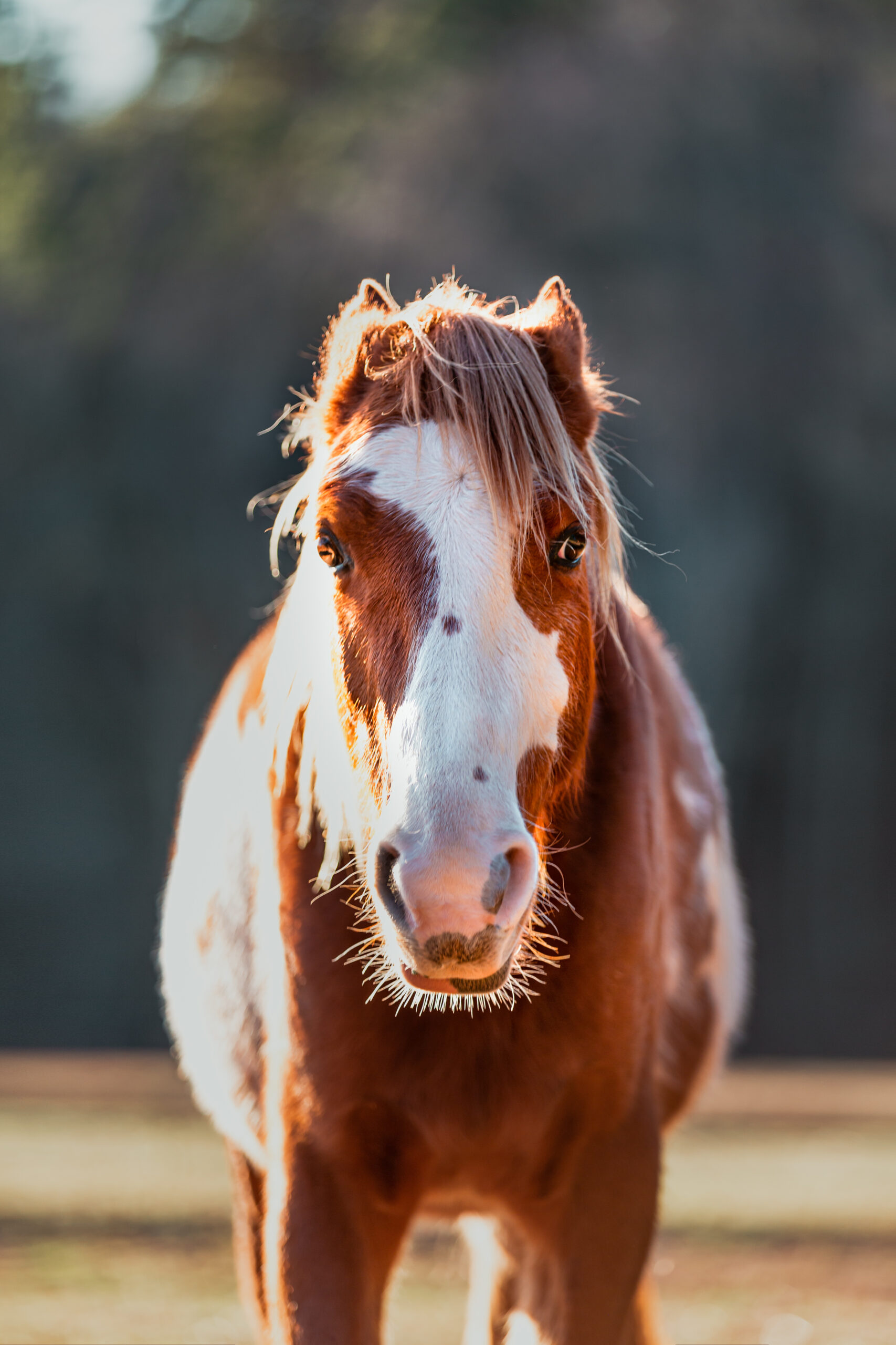 Do hormones cause mares to misbehave?