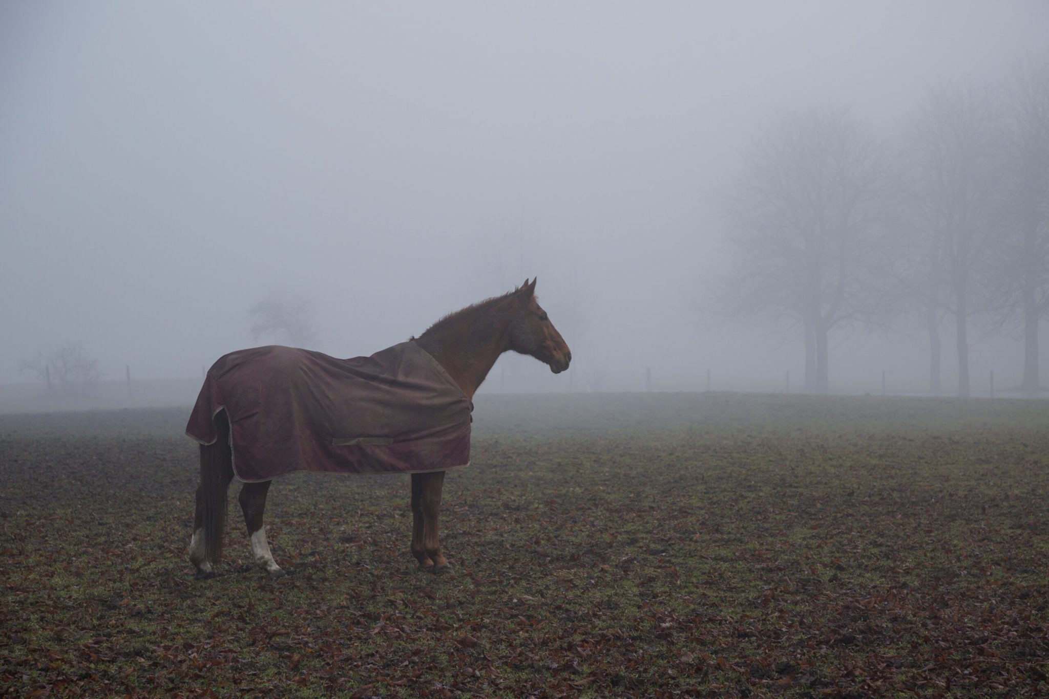 Horse blankets and hair growth