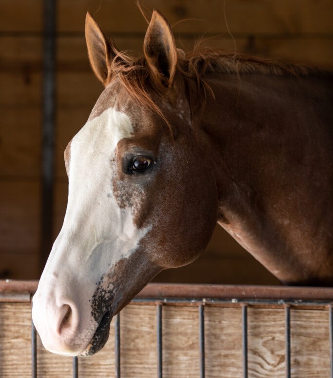 What does equine welfare really mean?