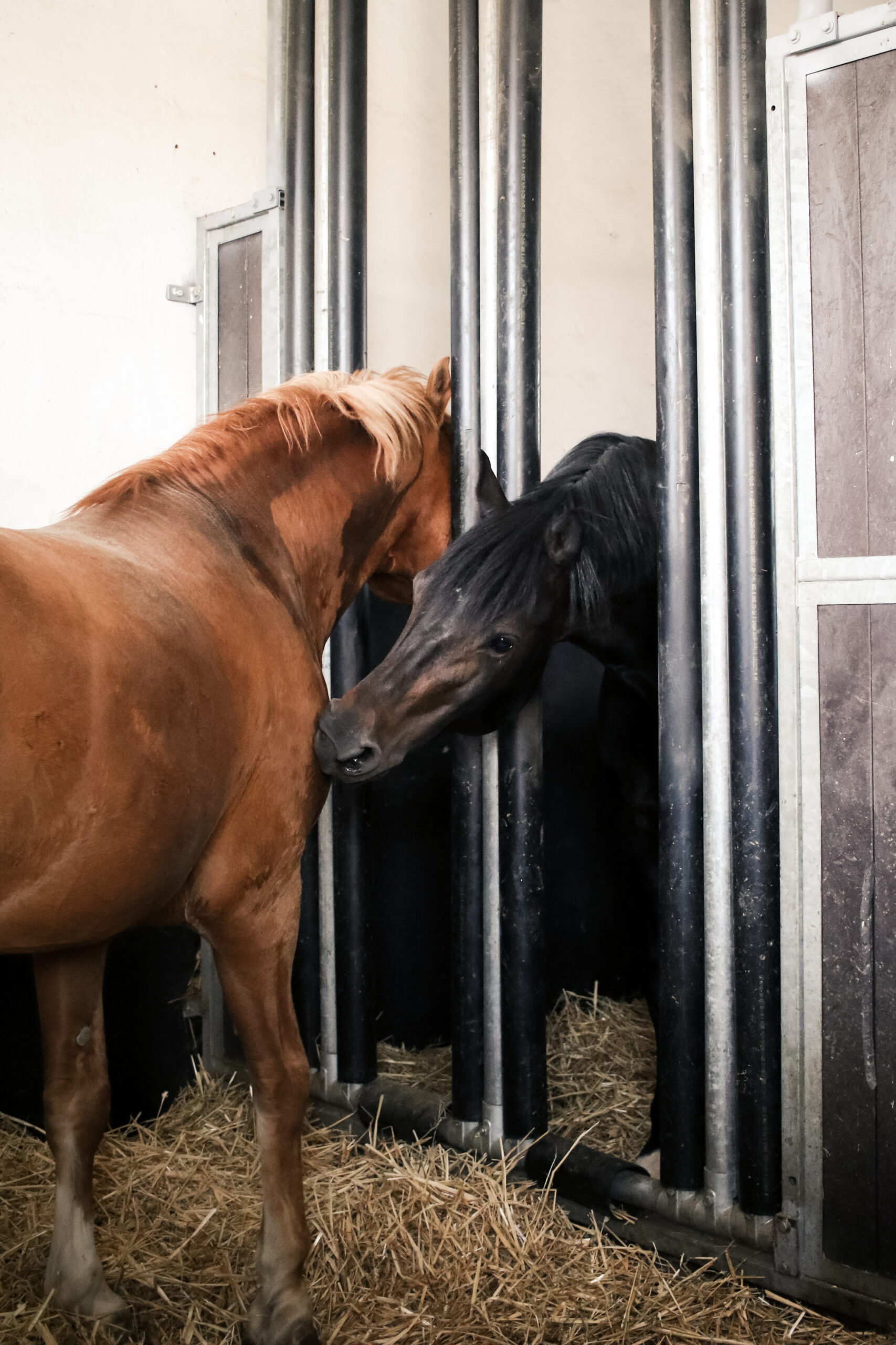 Rethinking housing for stallions – Equus Magazine