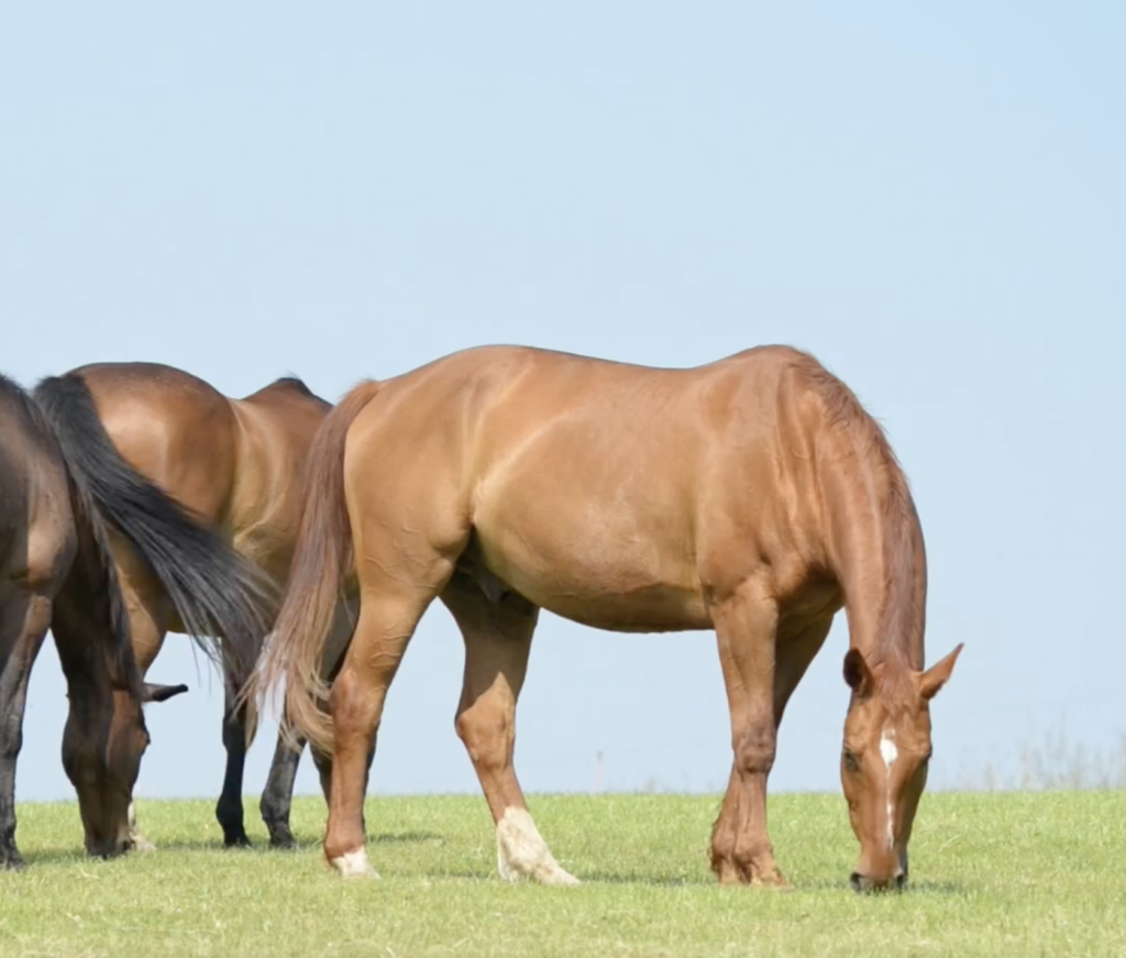 Understanding your horse’s digestion – Equus Magazine