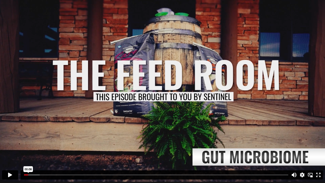 The Feed Room: Gut Instinct