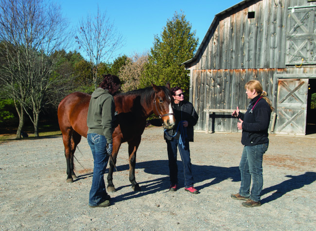 Building Your Horse Care Dream Team