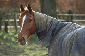 Can your horse request a blanket?