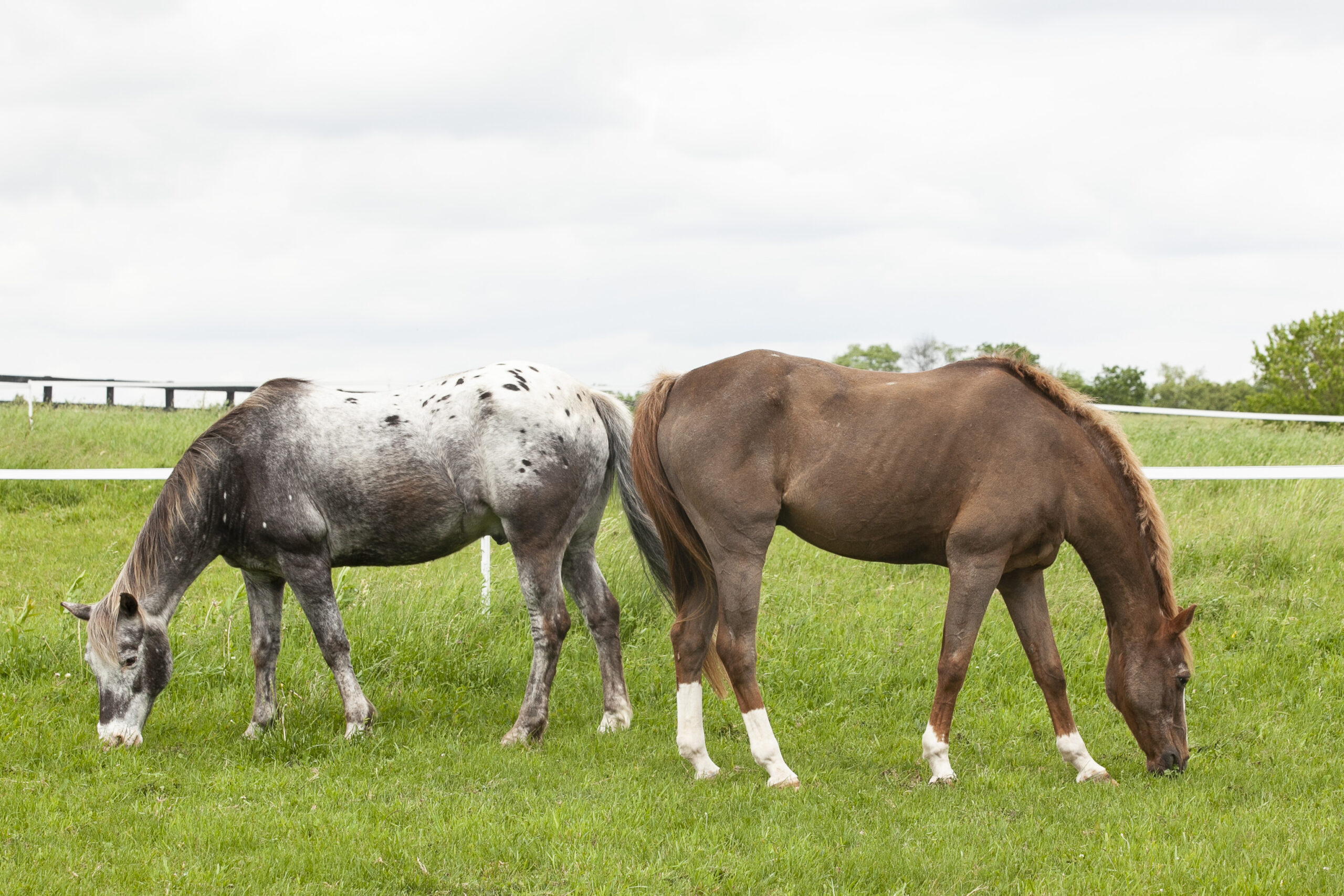 Your Senior Horse: Essential Feeding Tips