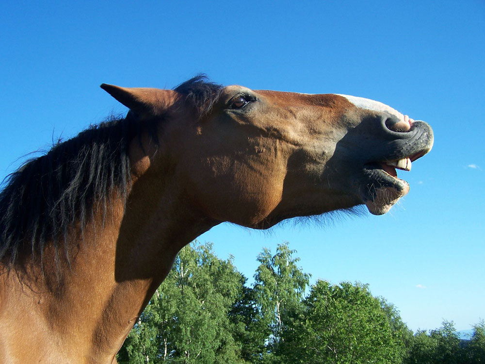 Glossary Of Horse Vocalizations And Sounds